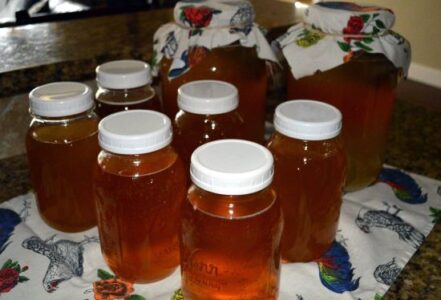 Home Brewing Kombucha Image